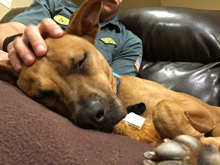 penny snuggled on the couch