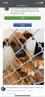 Puppy at the Shelter looking through bars