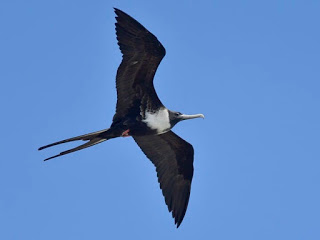 Female Frigatebird