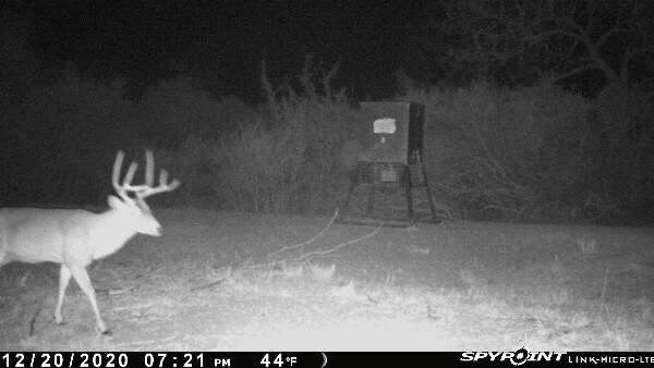 screenshot from trail camera of large whitetail buck