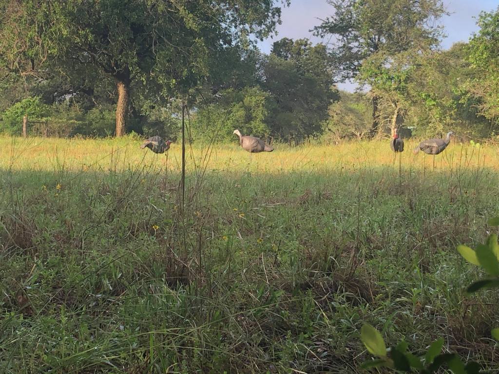 turkey decoys in the sun