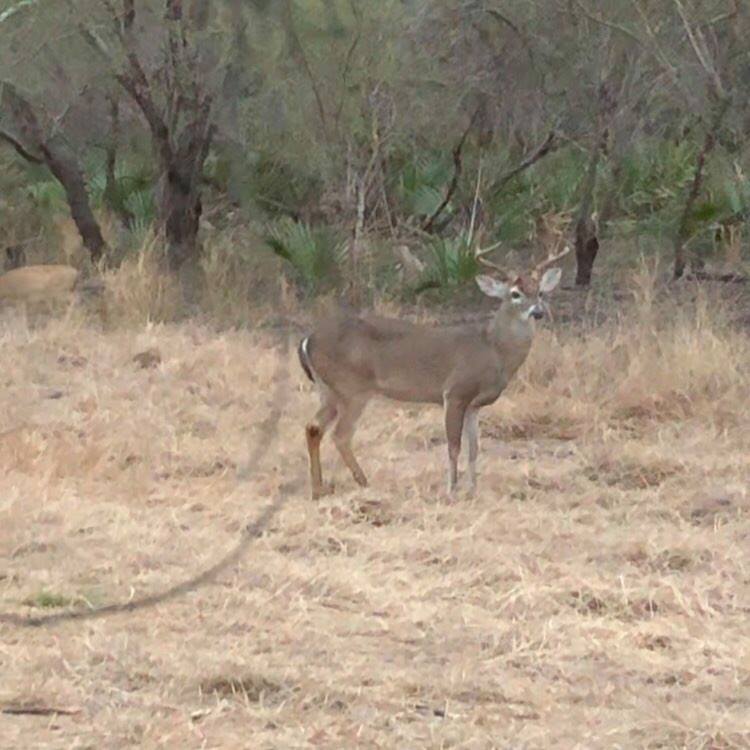 8-point white tail buck looking around in clearing