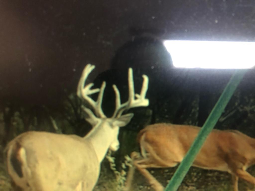 screen shot of a large buck on a trail camera