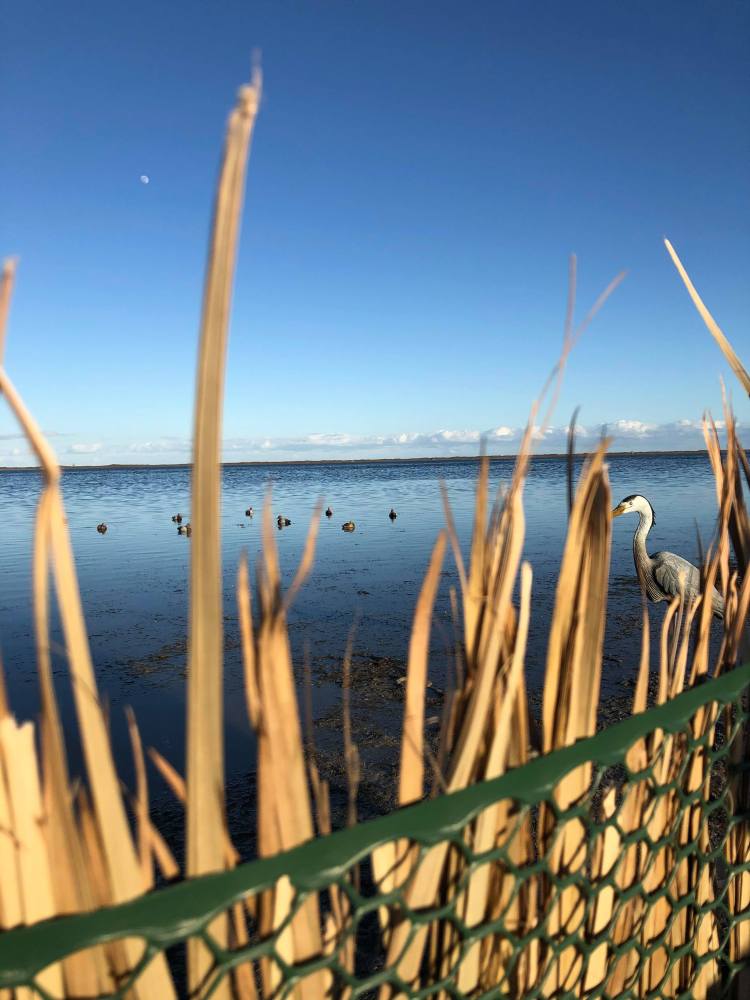 duck decoys out in the bay