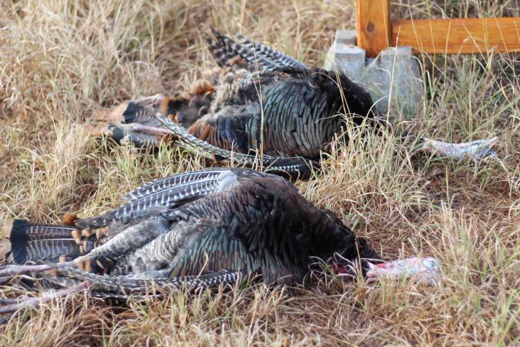 two turkeys on the ground
