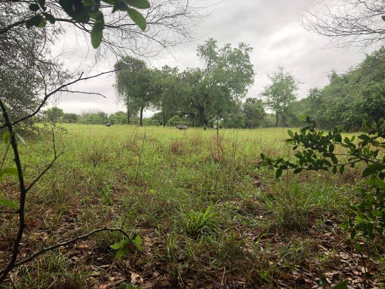turkey decoys in a clearing on a cloudy day