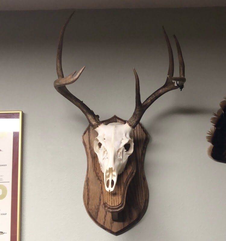 Buck skull mounted on a wall