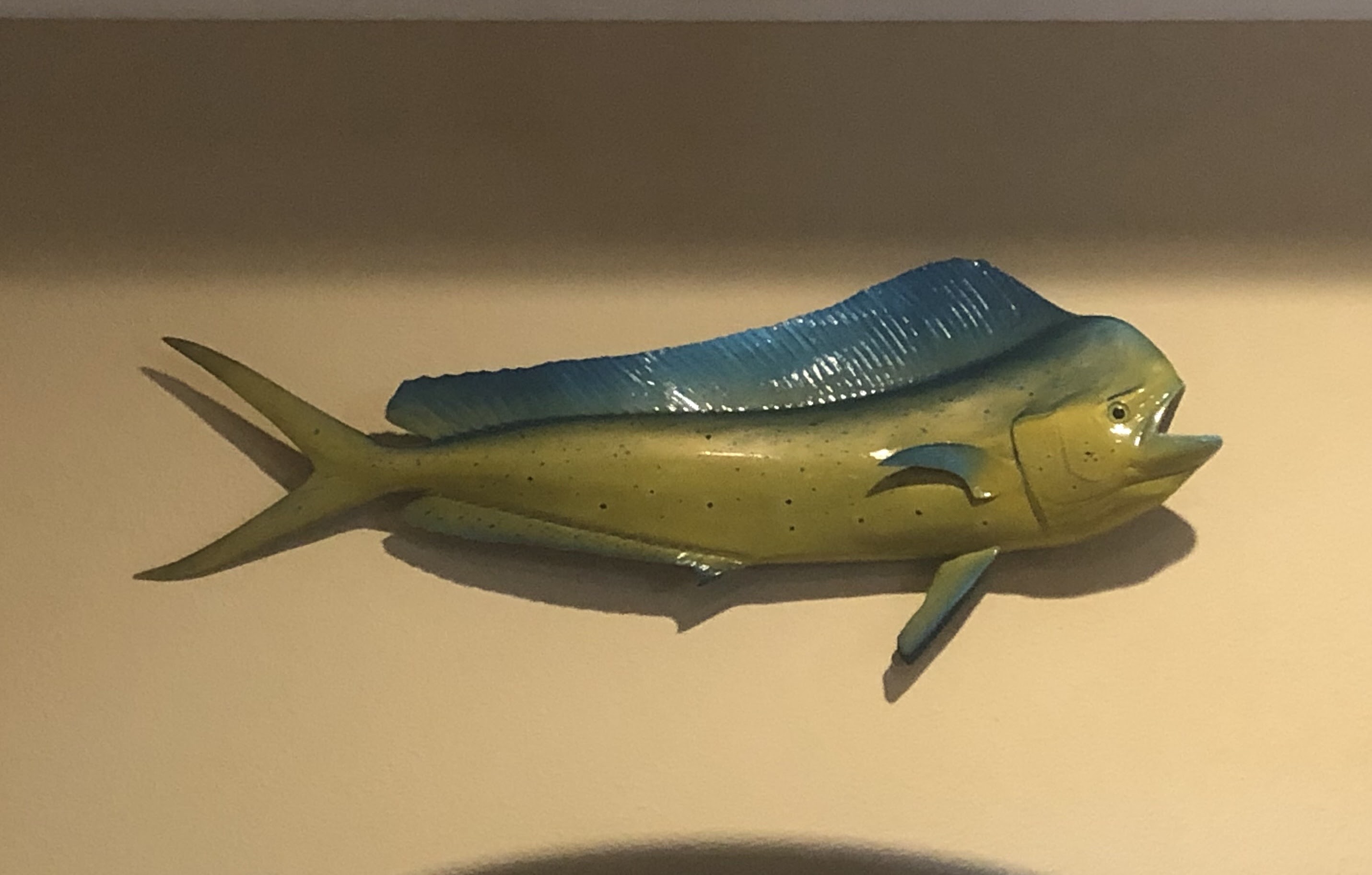 Replica dolphinfish/dorado mount hanging on the wall