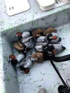 Redhead decoys in the boat