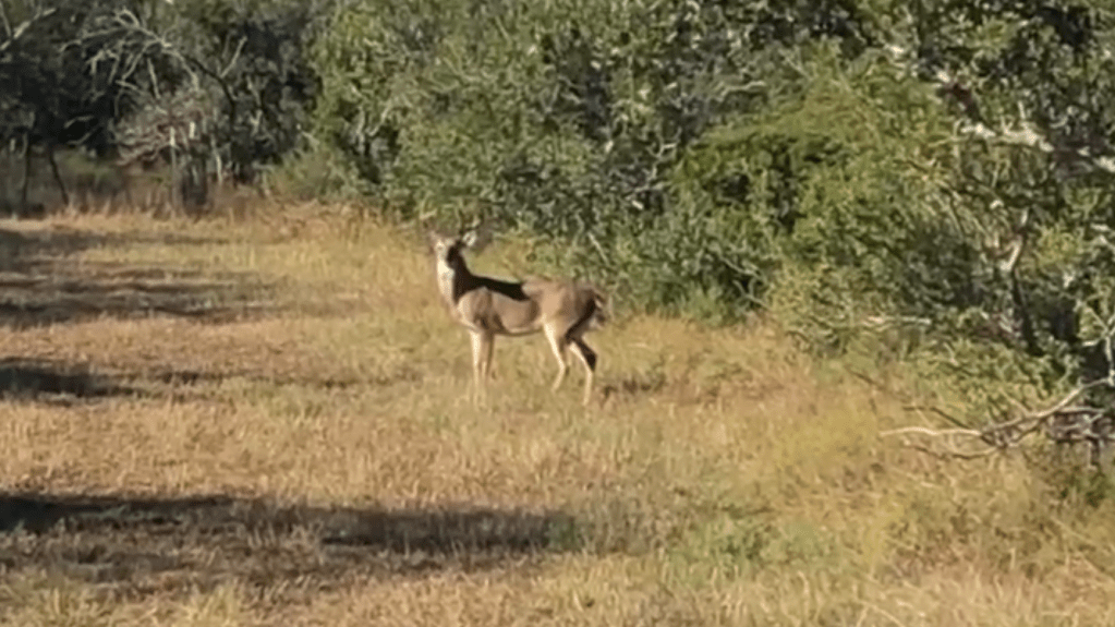 whitetail buck standing in a clearing