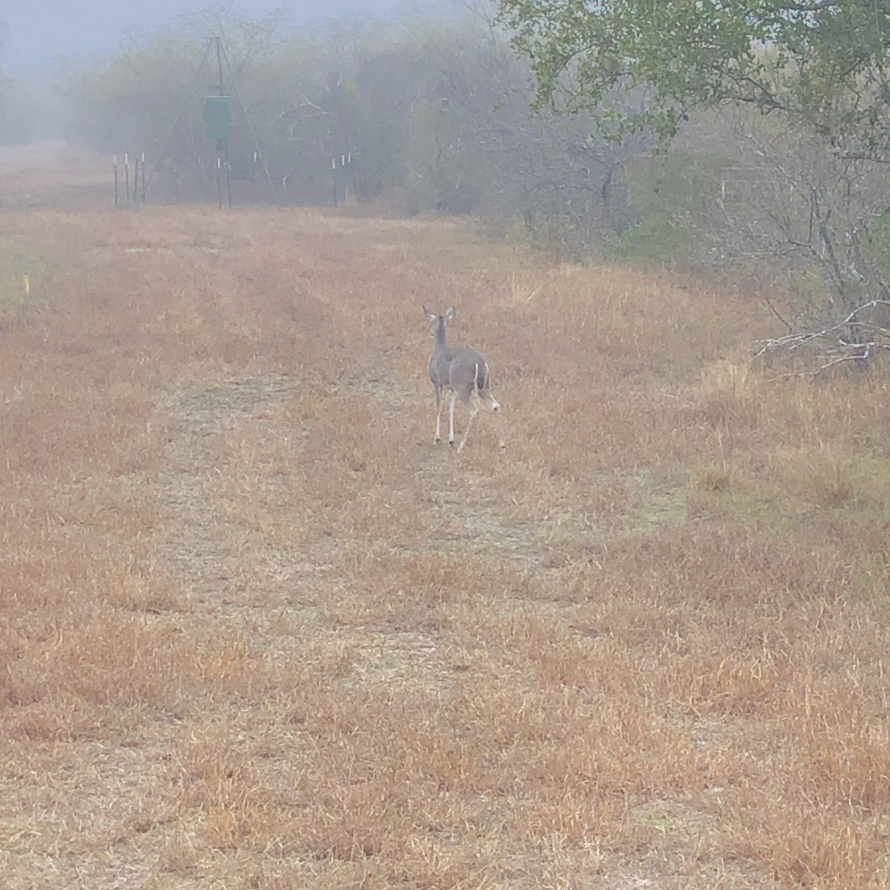 doe standing in the sendero