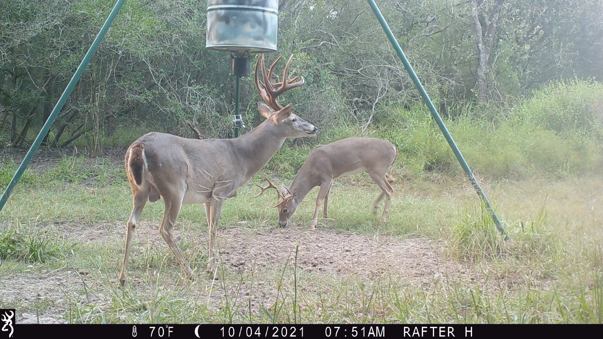 Large buck and small buck underneath the feeder