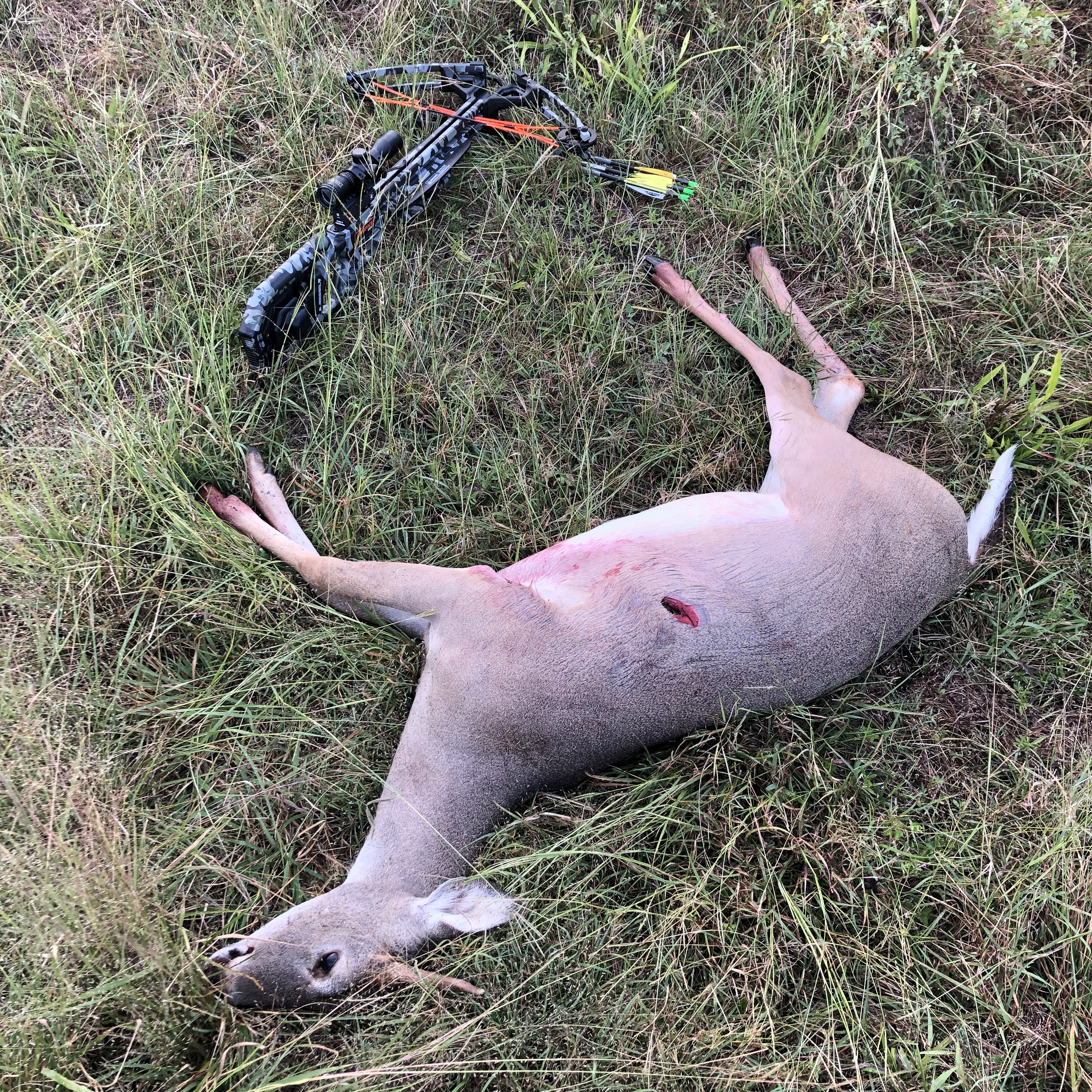 whitetail spike laying on the ground with a tenpoint crossbow