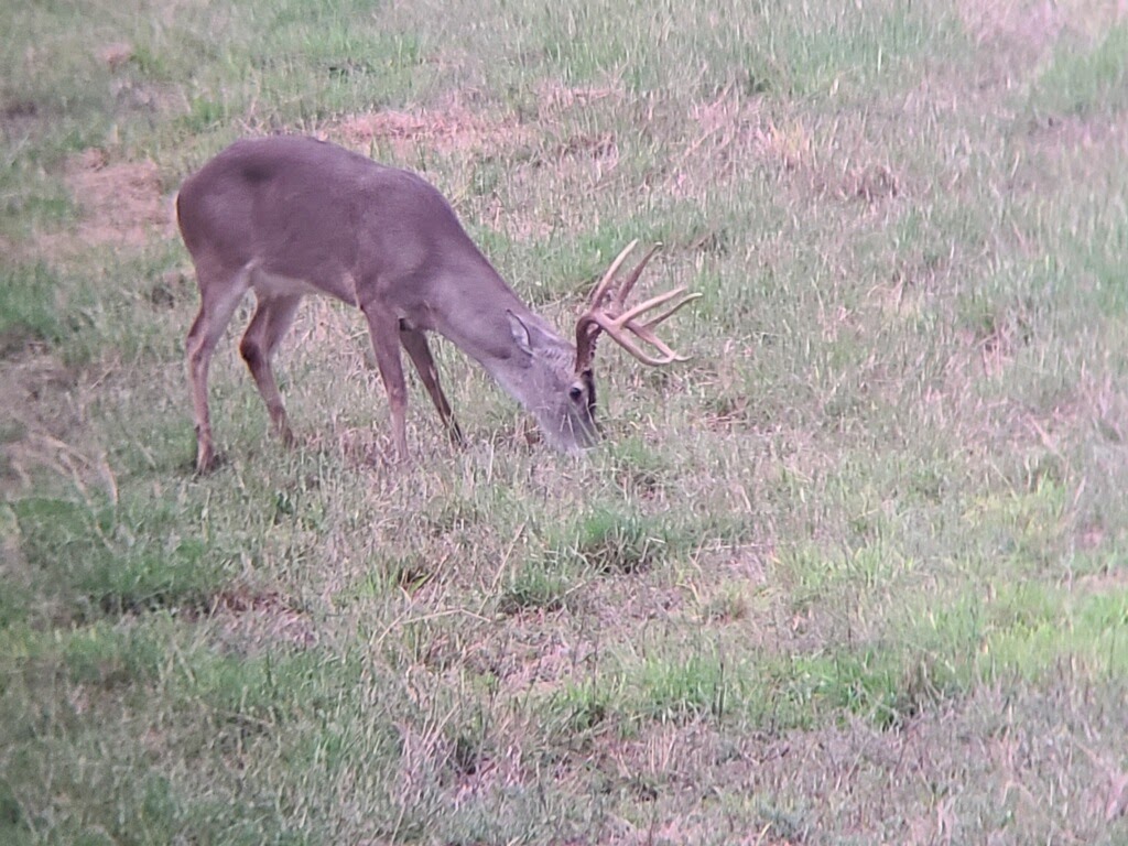 Large 8-point buck grazing