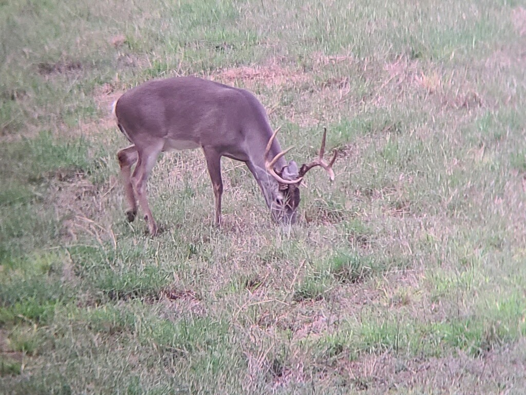 Large 8-point buck grazing