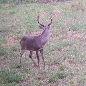 Large 8-point buck looking away from camera