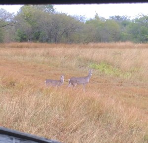 A mature doe and her yearling standing in a road and looking around at their surroundings