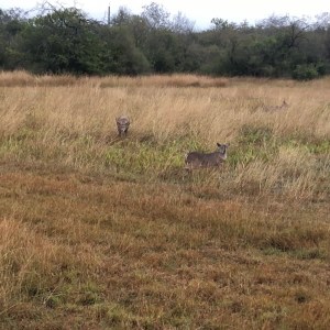 A whitetail buck bent over chasing a doe through the tall grass; the doe is looking back at him