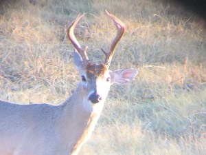 Whitetail buck looking into the camera