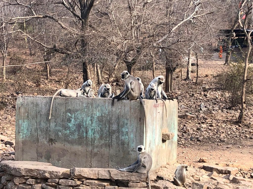 groupe of monkeys sitting on a concrete block