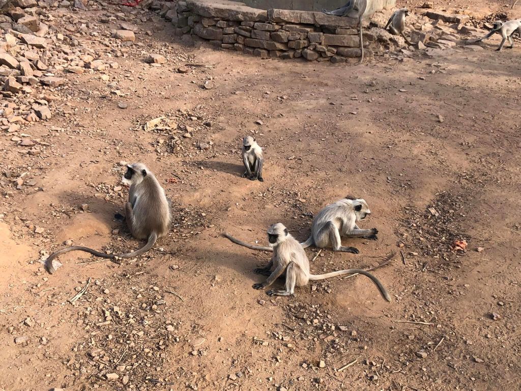 fuzzy monkeys sitting on the ground