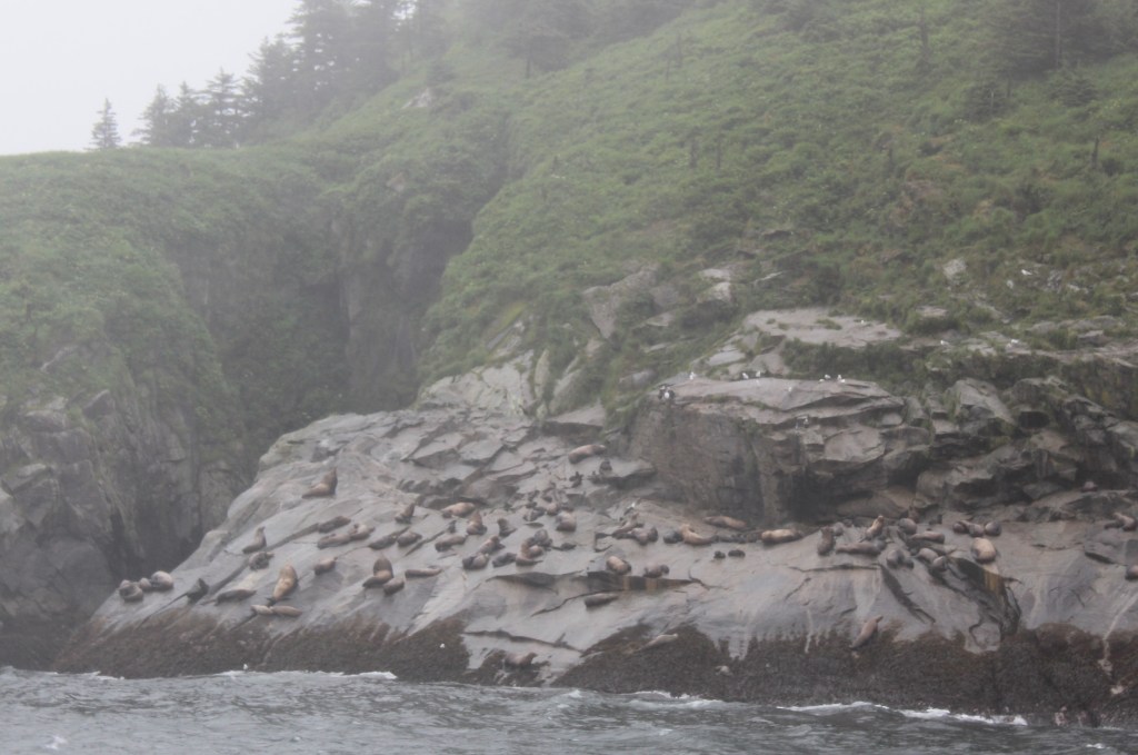 a group of Steller sea lions rests on some rocks on a misty island