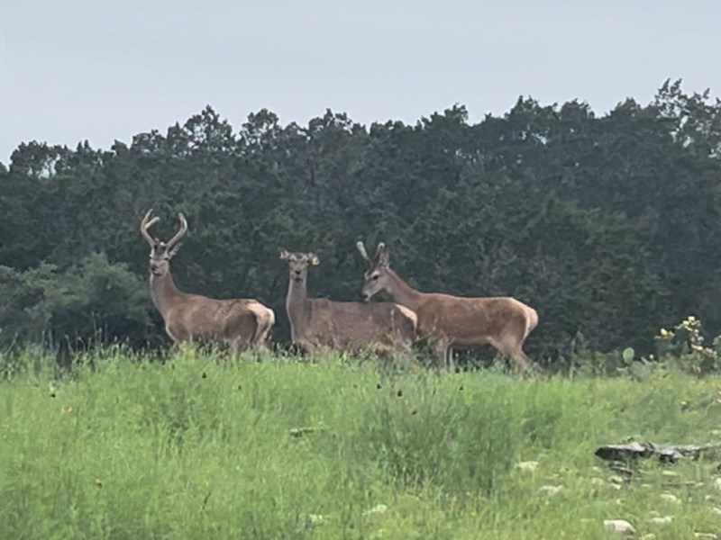 Chasing the Chital: Part&nbsp;1